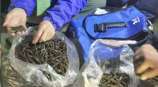 新鮮那曲蟲草多少錢一根？揭秘冬蟲夏草的價格密碼
