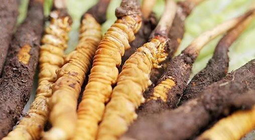 <a href=http://m.eaebo.com/xinxian/ target=_blank class=infotextkey>新<a href=http://m.eaebo.com/xinxian/ target=_blank class=infotextkey>鮮冬蟲夏草</a></a>怎么洗 