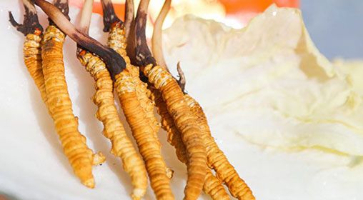 <a href=http://m.eaebo.com/xinxian/ target=_blank class=infotextkey>新<a href=http://m.eaebo.com/xinxian/ target=_blank class=infotextkey>鮮冬蟲夏草價格</a></a>  