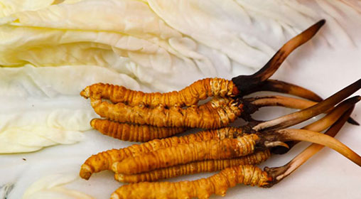 那曲雪域新鮮冬蟲夏草