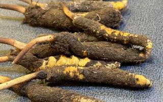 新鮮冬蟲(chóng)夏草壞了：原因、識(shí)別與應(yīng)對(duì)策略