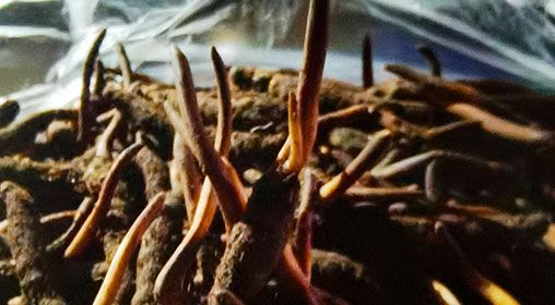 <a href=http://m.eaebo.com/xinxian/ target=_blank class=infotextkey>新<a href=http://m.eaebo.com/xinxian/ target=_blank class=infotextkey>鮮冬蟲夏草</a></a>排骨湯