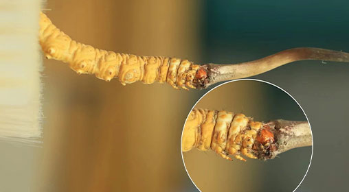 冬蟲夏草新鮮好嗎？解密新鮮蟲草的獨(dú)特價(jià)值