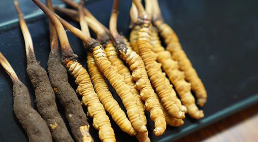 魚翅與<a href=http://m.eaebo.com/xinxian/ target=_blank class=infotextkey>新<a href=http://m.eaebo.com/xinxian/ target=_blank class=infotextkey>鮮冬蟲夏草</a></a>