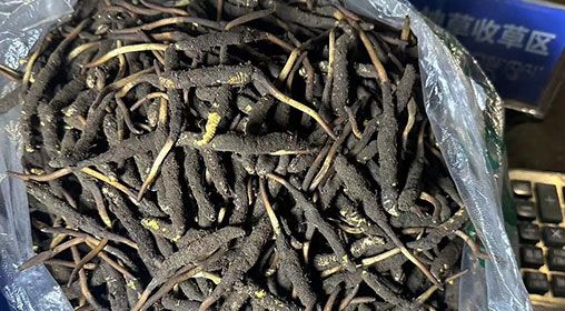 <a href=http://m.eaebo.com/xinxian/ target=_blank class=infotextkey>新<a href=http://m.eaebo.com/xinxian/ target=_blank class=infotextkey>鮮冬蟲夏草</a></a>出售