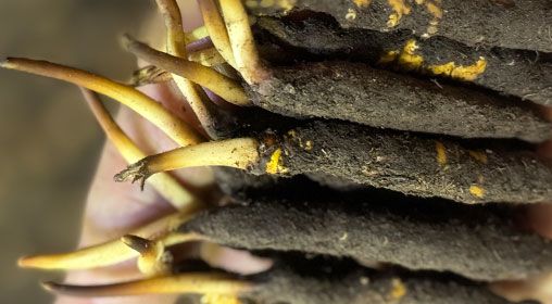 <a href=http://m.eaebo.com/xinxian/ target=_blank class=infotextkey>新<a href=http://m.eaebo.com/xinxian/ target=_blank class=infotextkey>鮮冬蟲(chóng)夏草</a></a>晾曬 