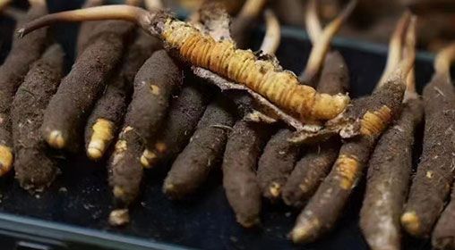 <a href=http://m.eaebo.com/xinxian/ target=_blank class=infotextkey>新<a href=http://m.eaebo.com/xinxian/ target=_blank class=infotextkey>鮮冬蟲夏草</a></a>發(fā)貨