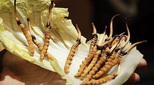 冷藏<a href=http://m.eaebo.com/xinxian/ target=_blank class=infotextkey>新<a href=http://m.eaebo.com/xinxian/ target=_blank class=infotextkey>鮮冬蟲夏草</a></a>   