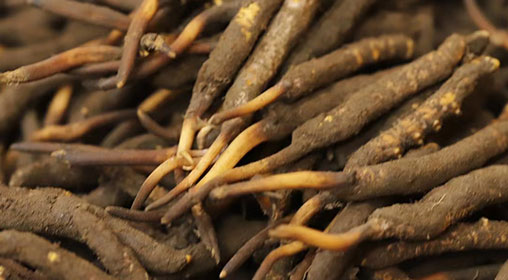 新鮮冬蟲夏草品質(zhì)