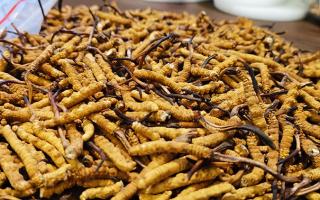 生命禁區(qū)綻放的奇跡：冬蟲(chóng)夏草的生長(zhǎng)密碼