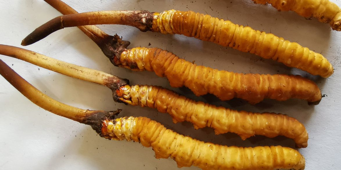 冬蟲(chóng)夏草泡酒最佳配方：滋補(bǔ)養(yǎng)生，強(qiáng)身健體