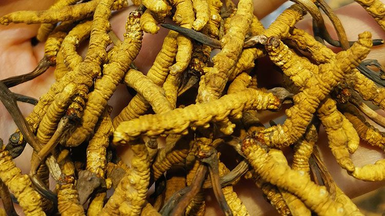 平陽(yáng)冬蟲(chóng)夏草市場(chǎng)在哪里？2024年最新采購(gòu)指南