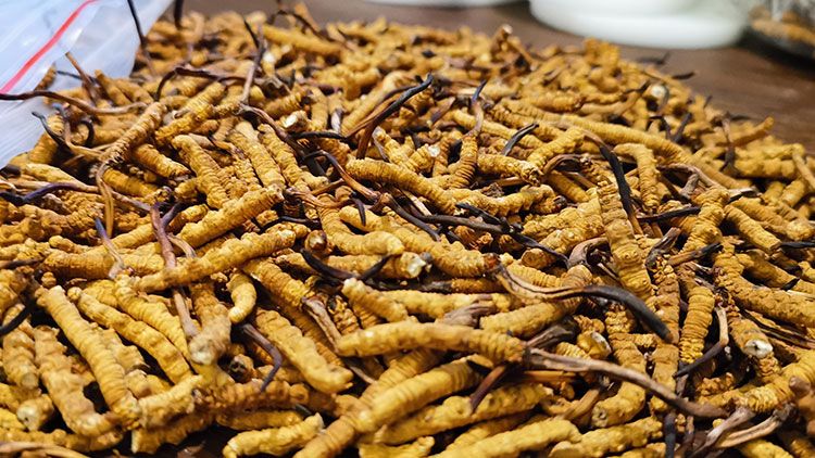 深圳<a href=http://m.eaebo.com/zhengce/ target=_blank class=infotextkey>冬蟲夏草交易</a>市場:南中國蟲草貿(mào)易的黃金樞紐