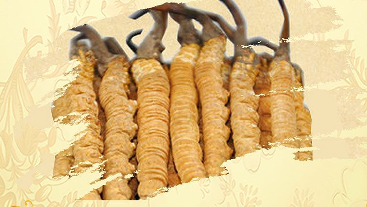 冬蟲夏草御寒效果好嗎？科學(xué)解讀其抗寒機(jī)制