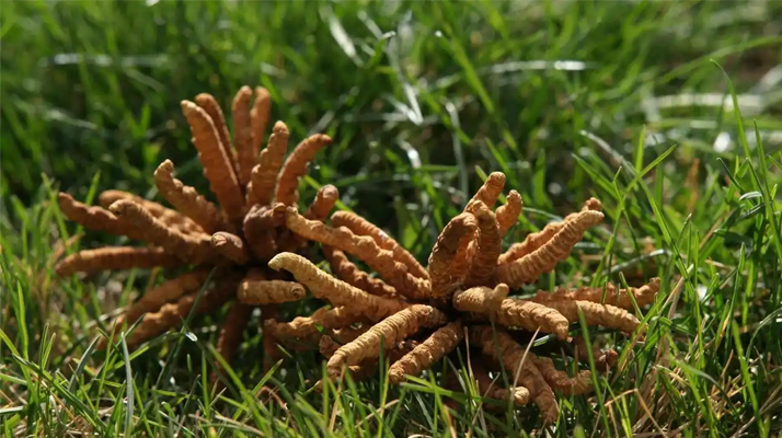 回收<a href=http://m.eaebo.com/jiage/ target=_blank class=infotextkey>冬蟲夏草多少錢</a>