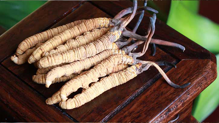 火眼金睛:洞悉亞香棒蟲(chóng)草與冬蟲(chóng)夏草的差異