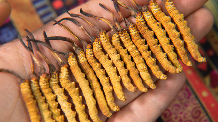 冬蟲(chóng)夏草究竟多少錢(qián)一只？