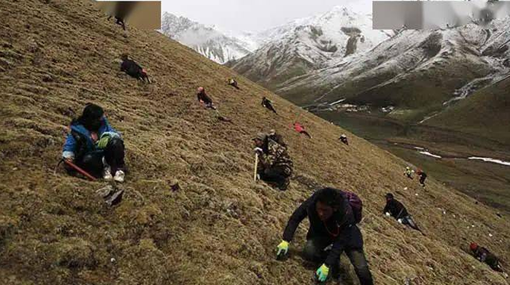 野生冬蟲夏草一斤多少錢？