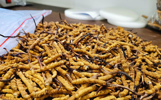 冬蟲(chóng)夏草產(chǎn)地辨別指南