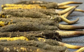 新鮮冬蟲(chóng)夏草的非冰箱保存攻略