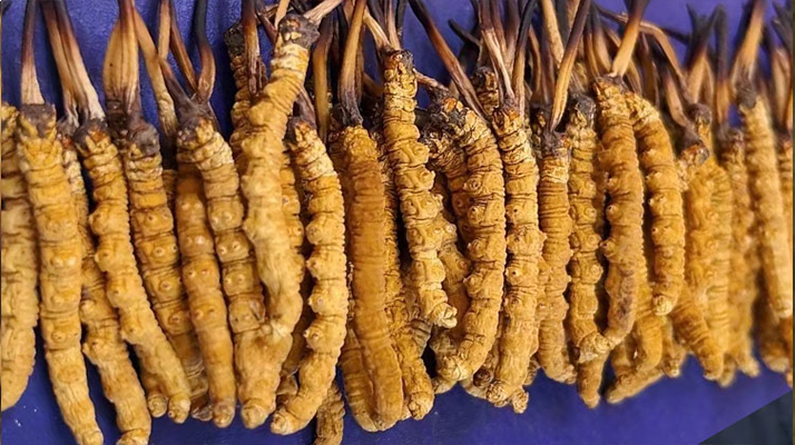 <a href=http://m.eaebo.com/jiage/ target=_blank class=infotextkey>冬蟲夏草價(jià)格</a>解析：一文讀懂 “軟黃金” 的價(jià)值密碼