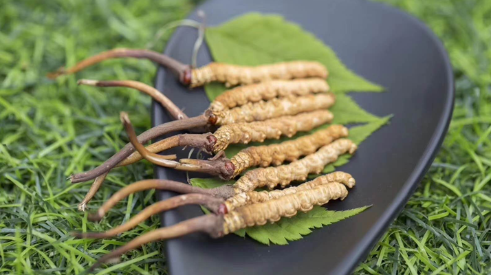 <a href=http://m.eaebo.com/xinxian/ target=_blank class=infotextkey>鮮冬蟲夏草價格</a>揭秘：一根究竟值多少錢？