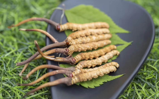 鮮冬蟲夏草價格揭秘：一根究竟值多少錢？