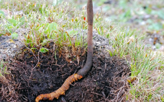 新鮮冬蟲(chóng)夏草辨別指南：四招識(shí)破真?zhèn)蝺?yōu)劣