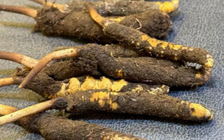 冬蟲夏草鮮草怎么吃？科學(xué)用量指南