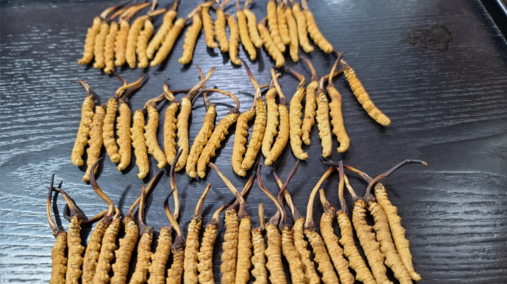 <a href=http://m.eaebo.com/ target=_blank class=infotextkey><a href=http://m.eaebo.com/s/nqcc/ target=_blank class=infotextkey>那曲冬蟲夏草</a></a>:鮮草與干草的多維差異? ? ? ?