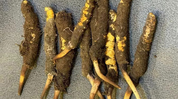 探秘那曲<a href=http://m.eaebo.com/xinxian/ target=_blank class=infotextkey>鮮冬蟲夏草</a>的神奇功效