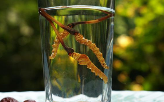 鮮冬蟲夏草怎么泡好吃？這些配方讓滋補更有滋味