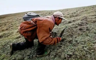 西藏冬蟲夏草最大產(chǎn)地：那曲，自然饋贈(zèng)的珍寶之地
