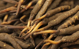 冬蟲(chóng)夏草保存方法是什么