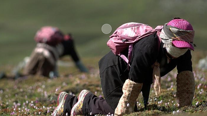 西藏<a href=http://m.eaebo.com/xinxian/ target=_blank class=infotextkey>新<a href=http://m.eaebo.com/xinxian/ target=_blank class=infotextkey>鮮冬蟲夏草</a></a>：雪域高原的神奇饋贈(zèng)