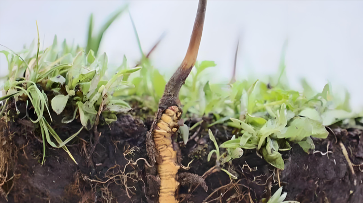 冬蟲夏草新鮮度鑒定指南：多維度甄別優(yōu)質(zhì)鮮草