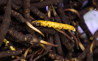 品鮮蟲草之妙，享滋補之道