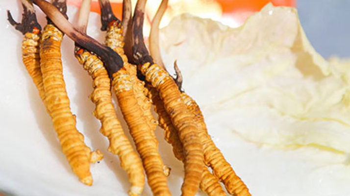 冬蟲(chóng)夏草鮮草打包發(fā)貨全流程:從采摘到送達(dá)的保鮮之旅