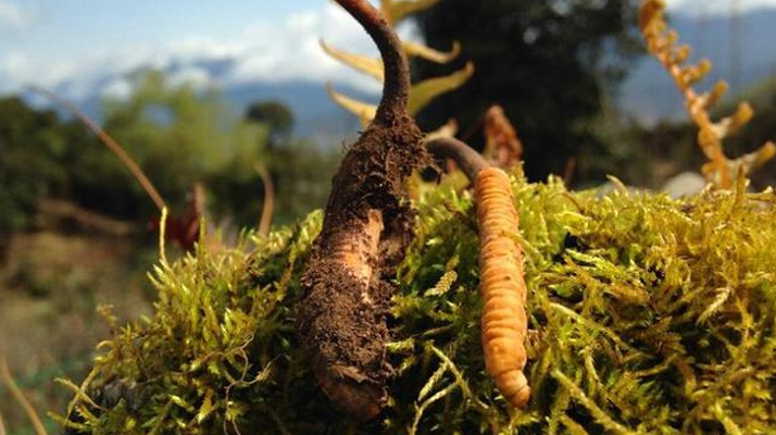 新鮮冬蟲夏草多少錢一斤？深度解析價格背后的奧秘