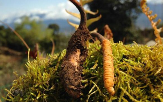 新鮮冬蟲夏草多少錢一斤？深度解析價(jià)格背后的奧秘