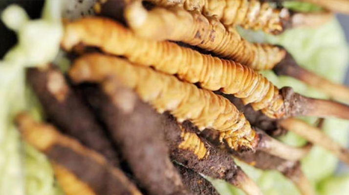 鮮冬蟲夏草適合哪些人？一文讀懂適用人群與禁忌