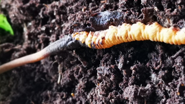 <a href=http://m.eaebo.com/xinxian/ target=_blank class=infotextkey>新<a href=http://m.eaebo.com/xinxian/ target=_blank class=infotextkey>鮮冬蟲夏草價(jià)格</a></a>解析