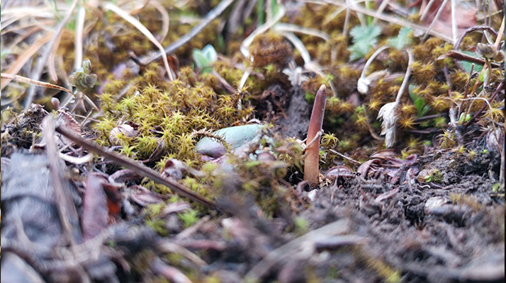 一口山野的饋贈(zèng):鮮冬蟲夏草的味道密碼