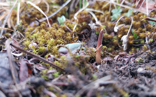 一口山野的饋贈(zèng)：鮮冬蟲夏草的味道密碼
