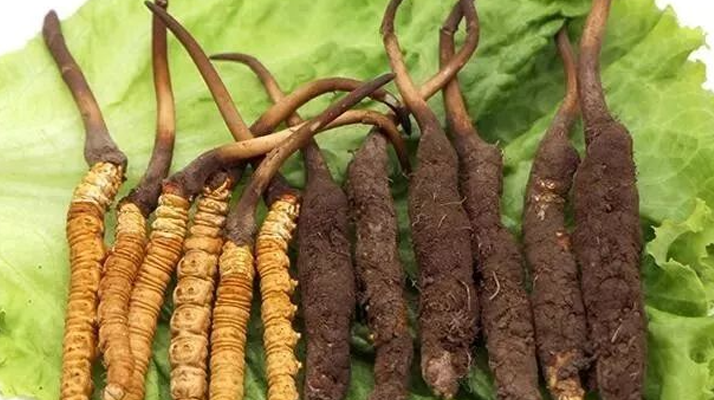 新鮮冬蟲夏草能燉湯嗎？