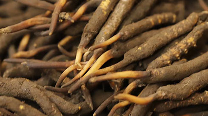 如何挑選<a href=http://m.eaebo.com/xinxian/ target=_blank class=infotextkey>新<a href=http://m.eaebo.com/xinxian/ target=_blank class=infotextkey>鮮冬蟲(chóng)夏草</a></a>?掌握這幾個(gè)關(guān)鍵技巧