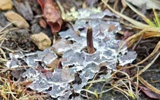 火眼金睛辨真?zhèn)危赫婕脔r冬蟲夏草辨別指南