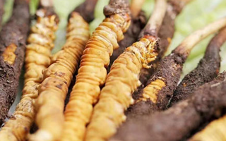 冬蟲夏草：曬干食用還是鮮食更優(yōu)？