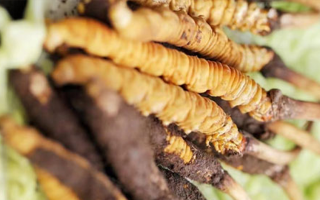 冬蟲夏草鮮草能賣多久？多因素影響下的售賣周期解析