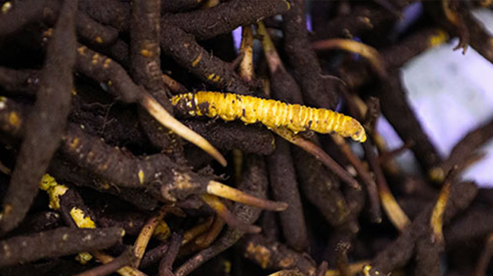 干鮮草<a href=http://m.eaebo.com/jiage/ target=_blank class=infotextkey>冬蟲夏草價格</a>揭秘